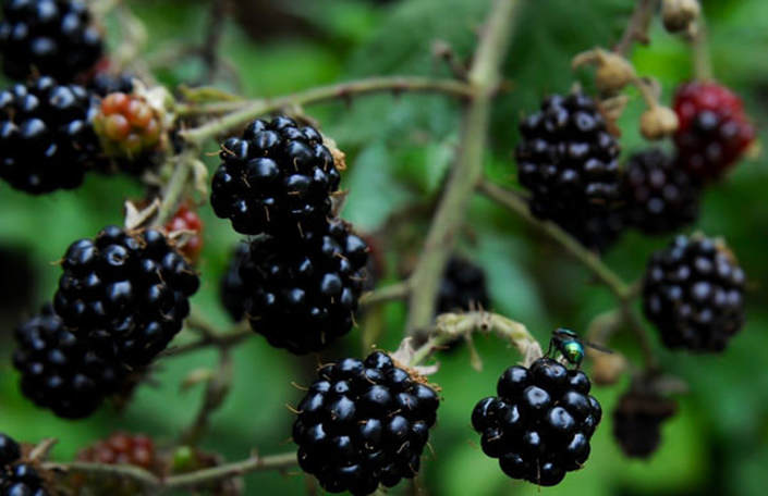 Miss Windsor's Delectables - foraging for blackberries in South-East London. 