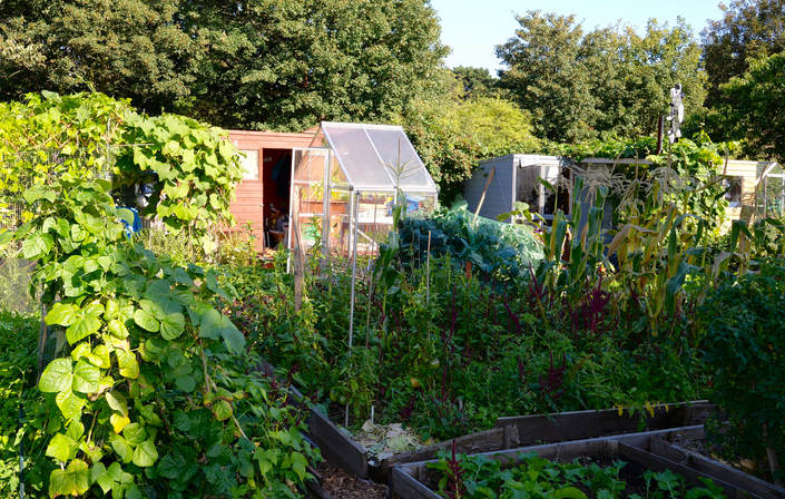 Miss Windsor review of Winnie's precious allotment - Fulham Palace Meadows, London! 