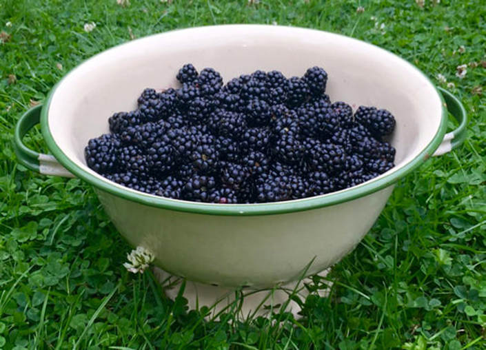 Miss Windsor's Delectables - foraged blackberries - South-East London - presented in a vintage, enamel, green and cream colander. 