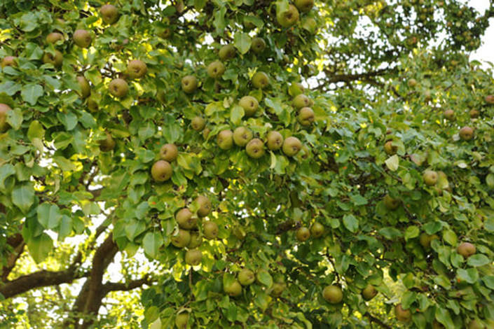 Miss Windsor's Delectables - foraging for apples - South-East London