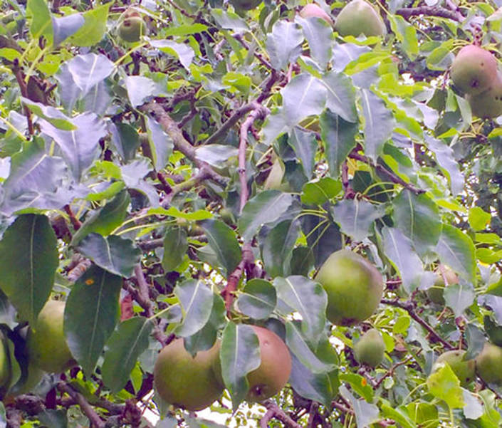 Miss Windsor's Delectables - foraging for pears - South-East London.