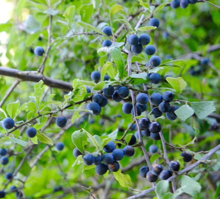 Miss Windsor's Delectables - foraging for sloes - South-East London.